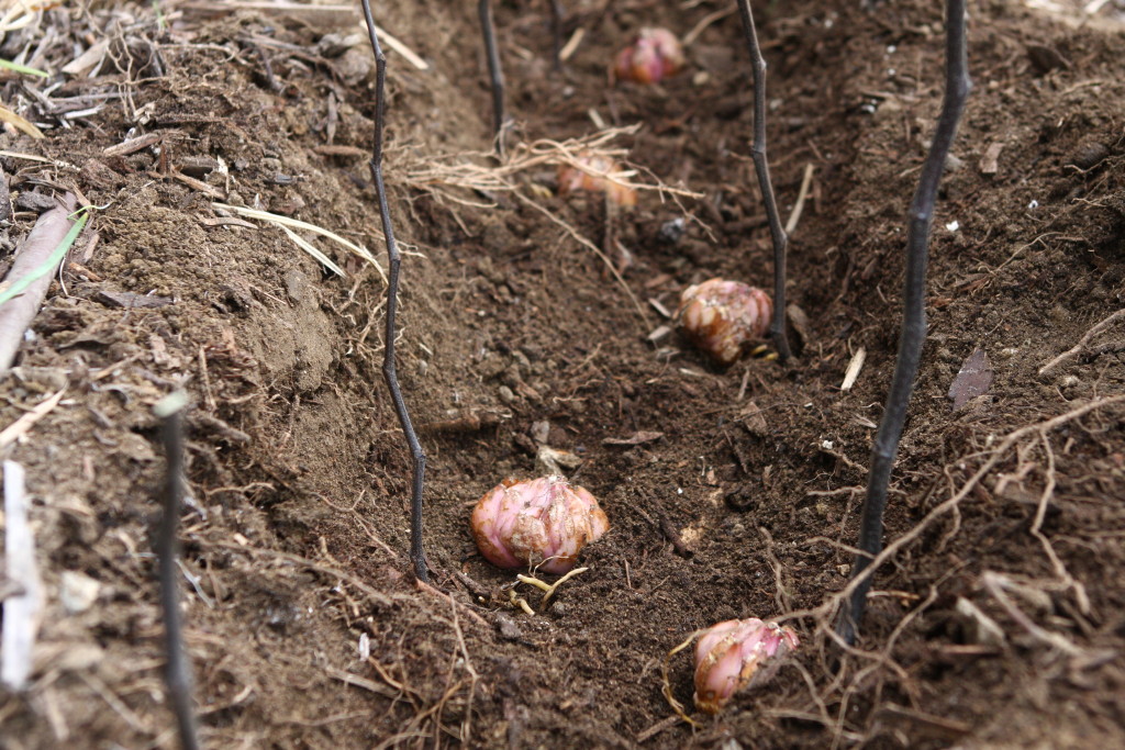 Asiatic Lily planting Never Enough Dirt
