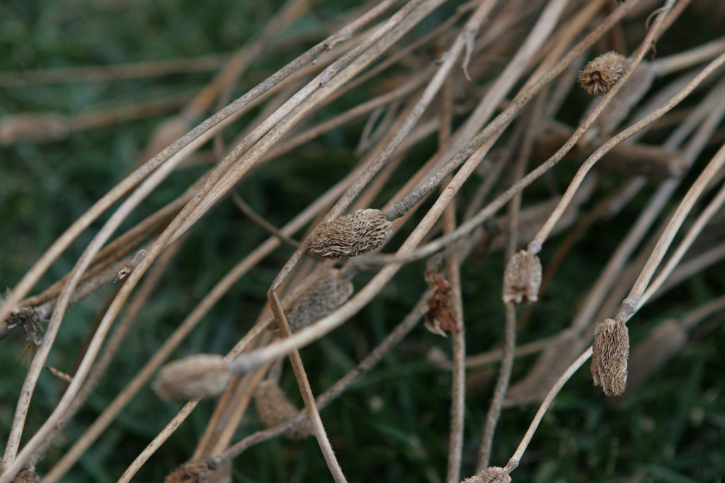 Ranunculus seed florets