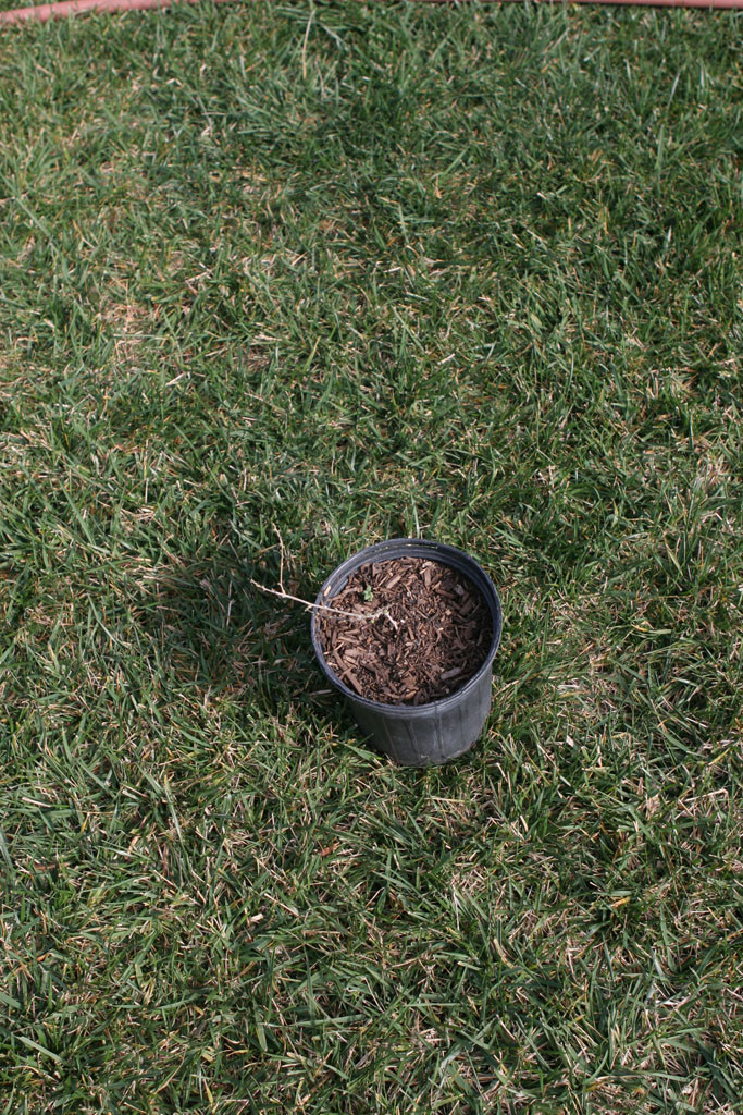 Walking by this pot I spot what appears to be leaf buds.