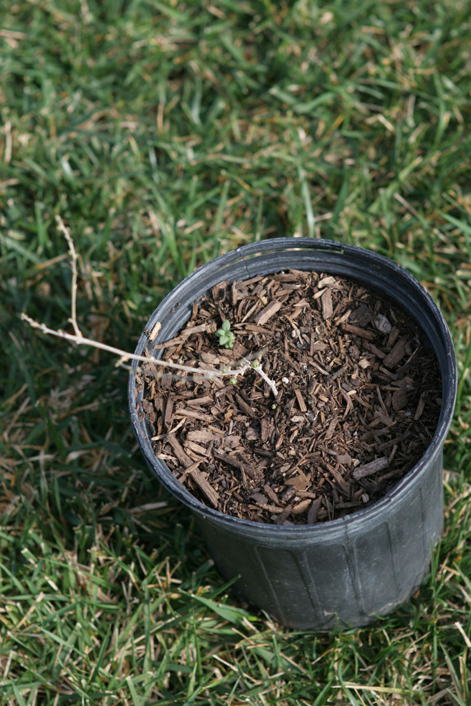 Walking by this pot I spot what appears to be leaf buds.