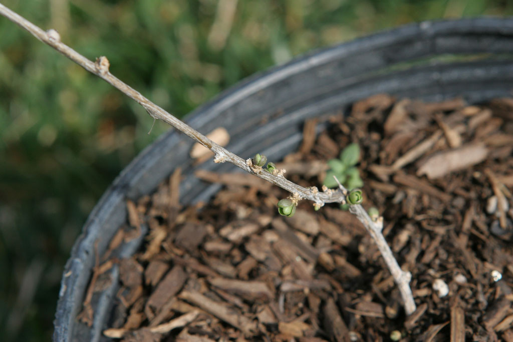 Goji berry leaf buds