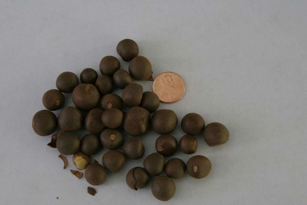 Tea (Camellia sinensis var. sinensis) seeds from Shenzhen, China. There is nothing particular about Shenzhen other than that this ebay seller had the lowest price. If I can get any of these tea seeds to germinate, I will have to wait three years before I can start making my own tea.