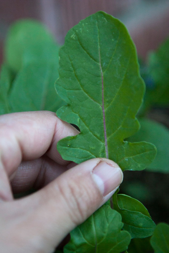 Roquette Arugula (Eruca sativa) Ready for making a Bollini’s Pizzeria Napolitana, Monterey Park arugula salad: roasted chicken, bacon, goat cheese, corn, & arugula.