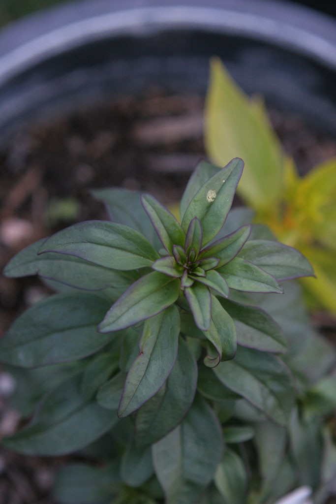 Mystery plant. Very likely planted by a bird. I like the purple fringe. I am going to see if it'll flower. A flower will certainly yield another clue.