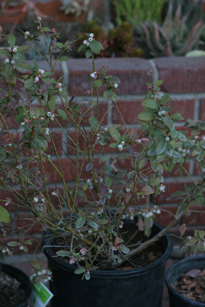 Blueberry (Vaccinium x 'Sunshine Blue') The leaves have green from a rust color.