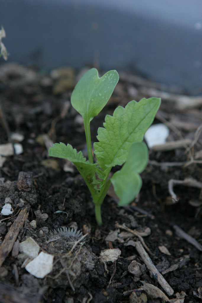 Daikon