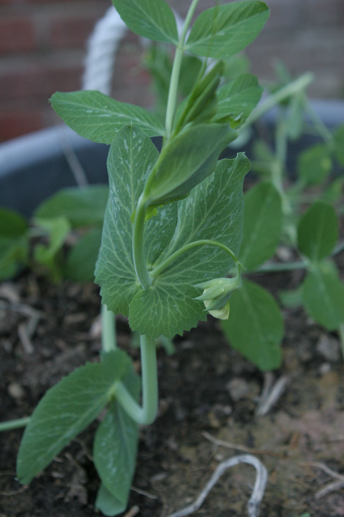 Heirloom snow pea (Pisum sativum) called, "Mammoth Melting Sugar Pea"