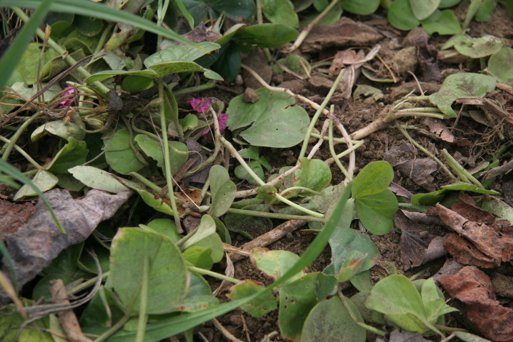 Turned in wood sorrel closed up