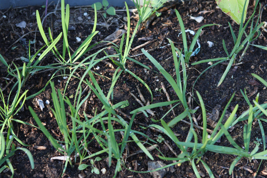 Garlic chive wintering