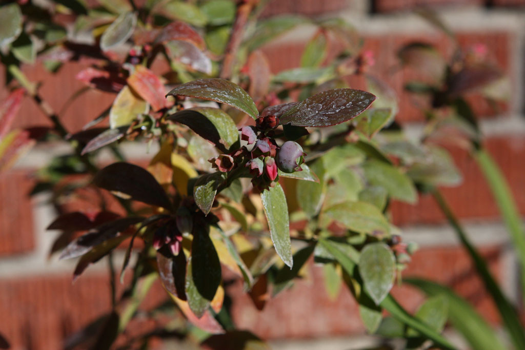 Blueberry fruiting early this year. 'Sunshine' blueberry