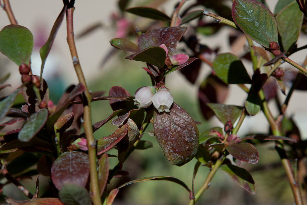 Blueberry blossom. Blooming early this year. 'Sunshine' blueberry