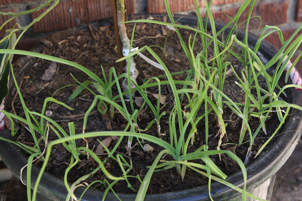 Recieved fresh garlic in a Community Support Agriculture (CSA) box last year and decided to dry it out and grow it. I dont know what variety it is other than that it is a softneck.