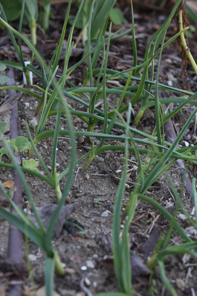 'Chesnok' garlic