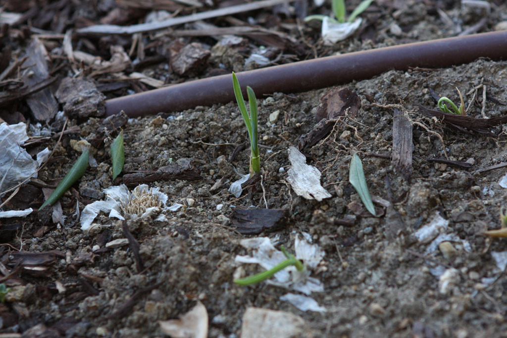 'Turkish Giant' garlic