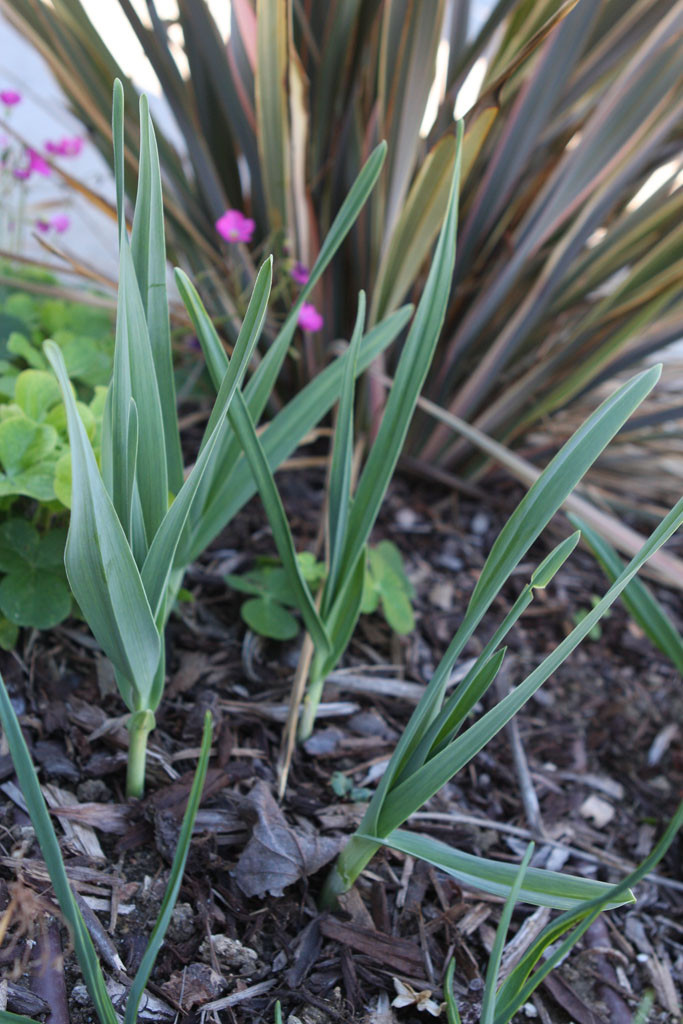 Elephant garlic