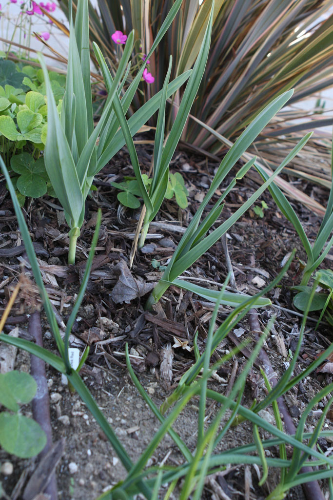 Elephant garlic with 'Chesnok' garlice (foreground)