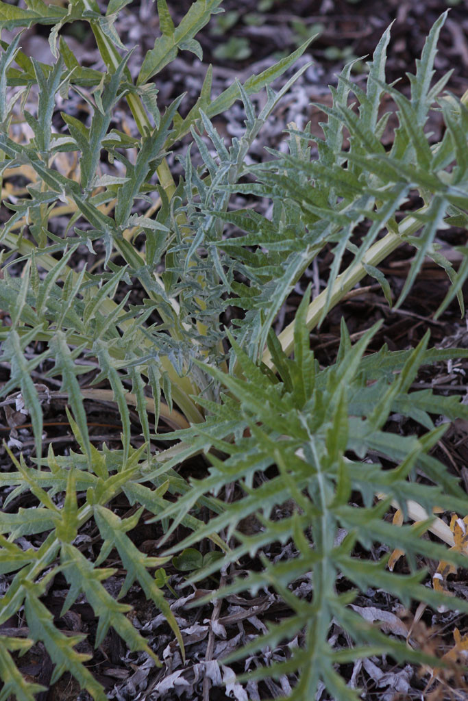 'Green Globe Improved' artichoke