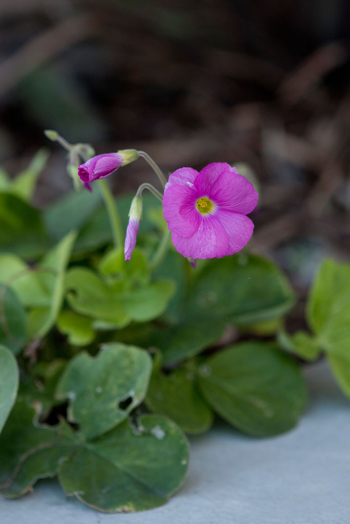 wood sorrel (Oxalis bowiei)