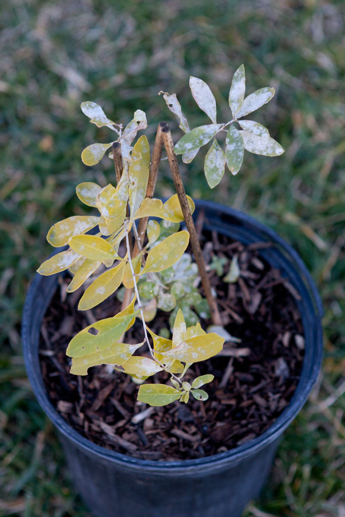 This goji berry has been overwhelmed by the fugi that was triggered by the rain. The course now: strip the leaves.