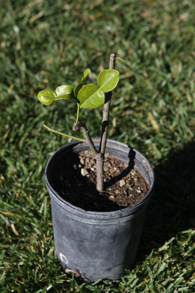 The kaffir lime air layered last year by John. http://aggie-horticulture.tamu.edu/earthkind/landscape/air-layering/ This year, I hope to see more leaves on it. With the leaves, I use it for green curry. 