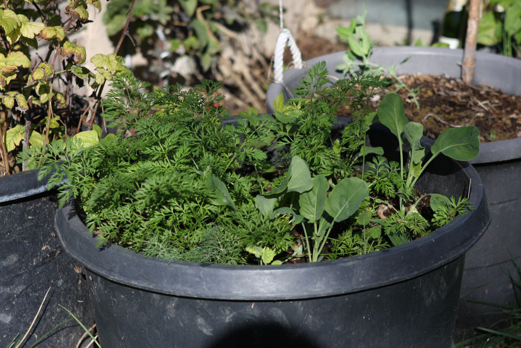 Carrots, celery, gai lan