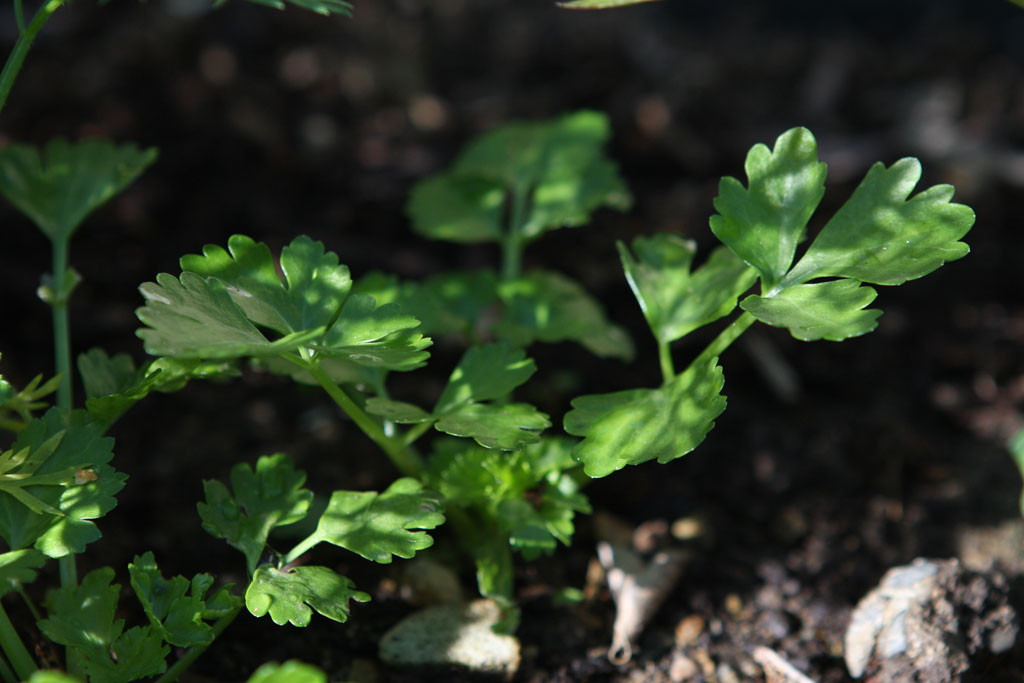 My first time growing celery. I use it in gumbo and chicken noodle soup; and that's pretty much it.