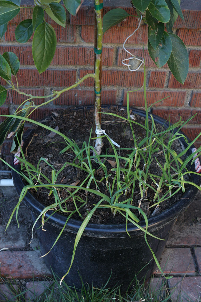 Recieved fresh garlic in a Community Support Agriculture (CSA) box last year and decided to dry it out and grow it. I dont know what variety it is other than that it is a softneck.