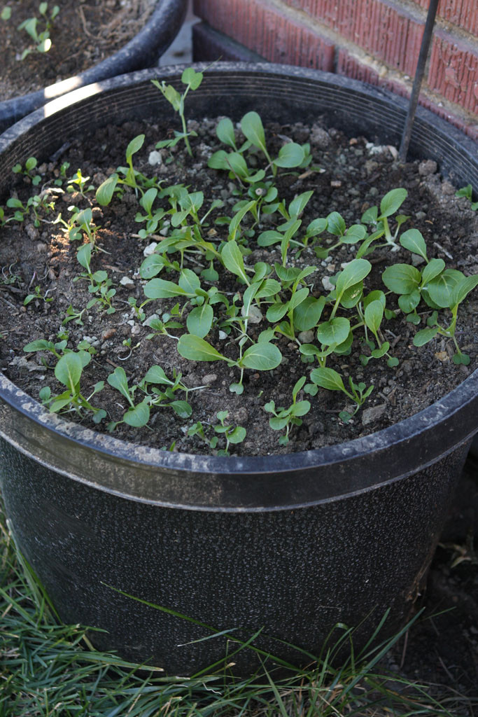 Bok choy grows quickly and will be my staple vegetable crop.