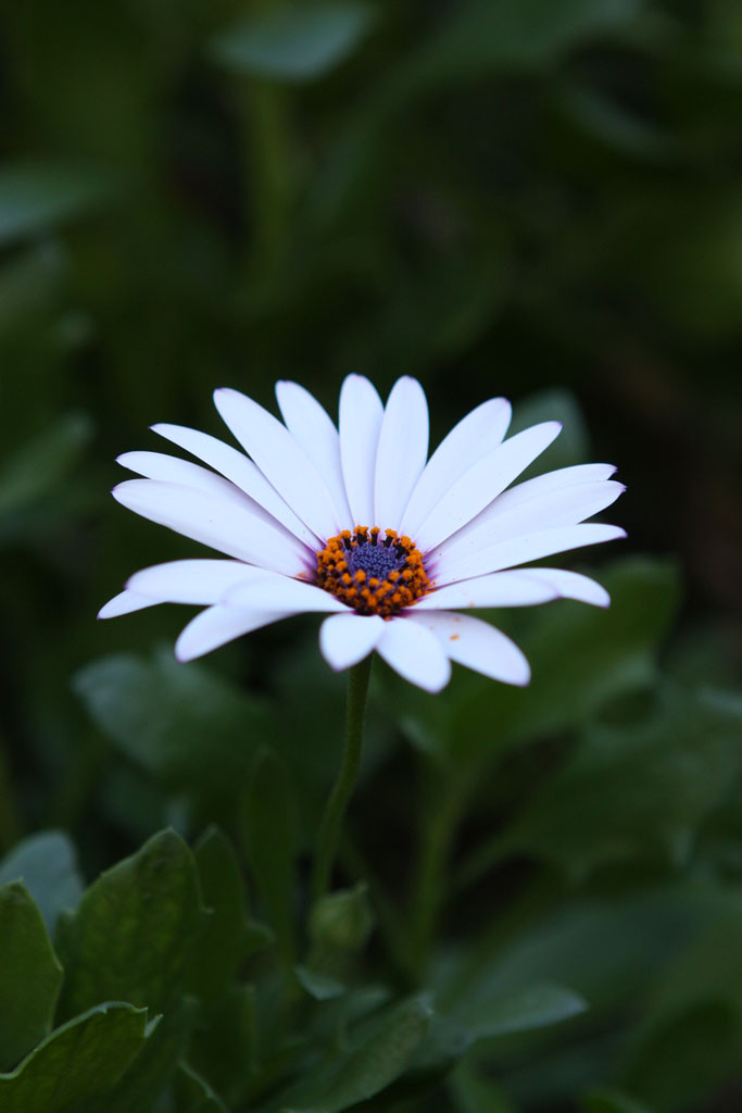 African daisy (Osteospermum)