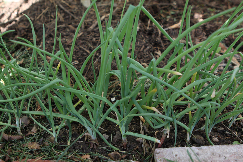 Shallots. These were first grown in the garden last year from shallots that sprouted before they could be cooked.