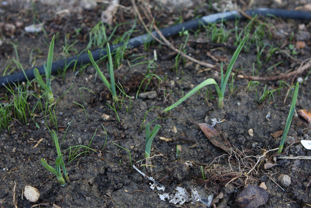 Some softneck garlic variety that was available at the supermarket. The fine green strands are garlic chive spouts. I had a gazllion seeds to scatter with haste after the rain got to the container holding them.