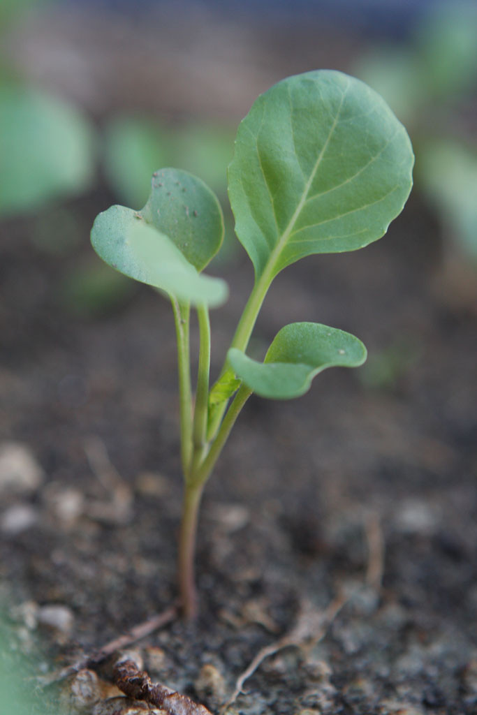 Gai lan