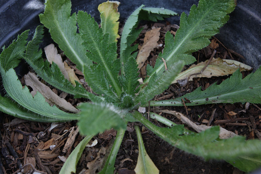 Oriental poppy (Papaver orientale)