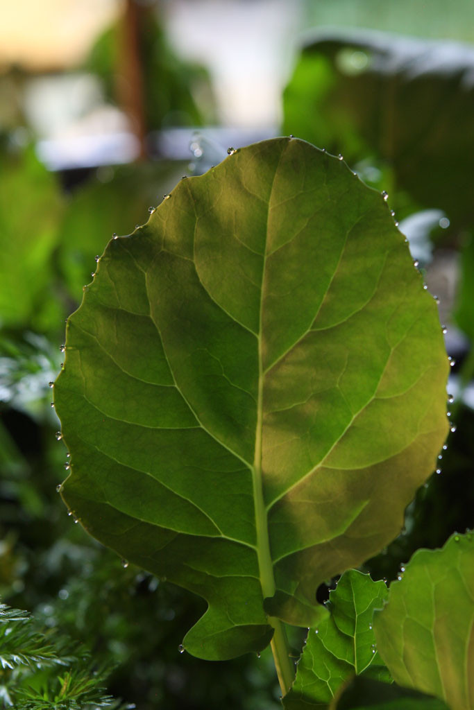 Water droplets from the evening's dew on the gai lan (Brassica oleracea).