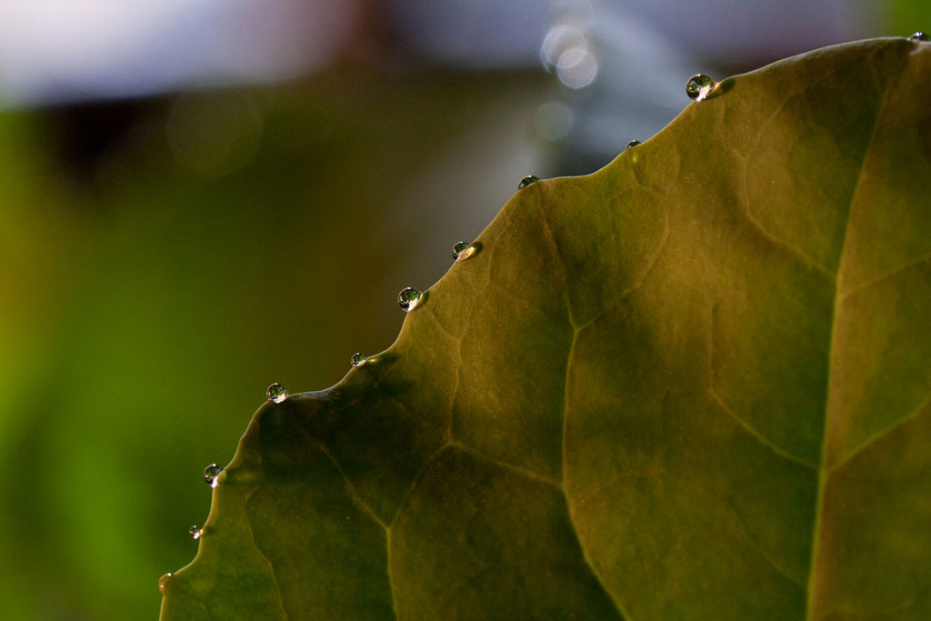 Water droplets from the evening's dew on the gai lan (Brassica oleracea).