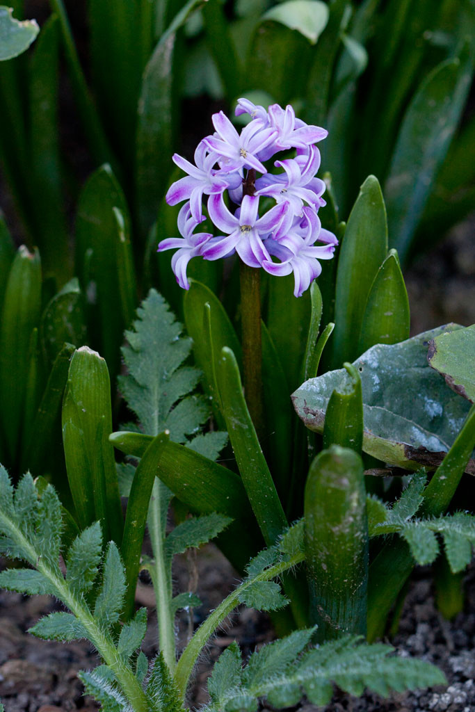 Fragrant hyacinth (Hyacinthus orientalis). The first of the spring flower bulbs to bloom.