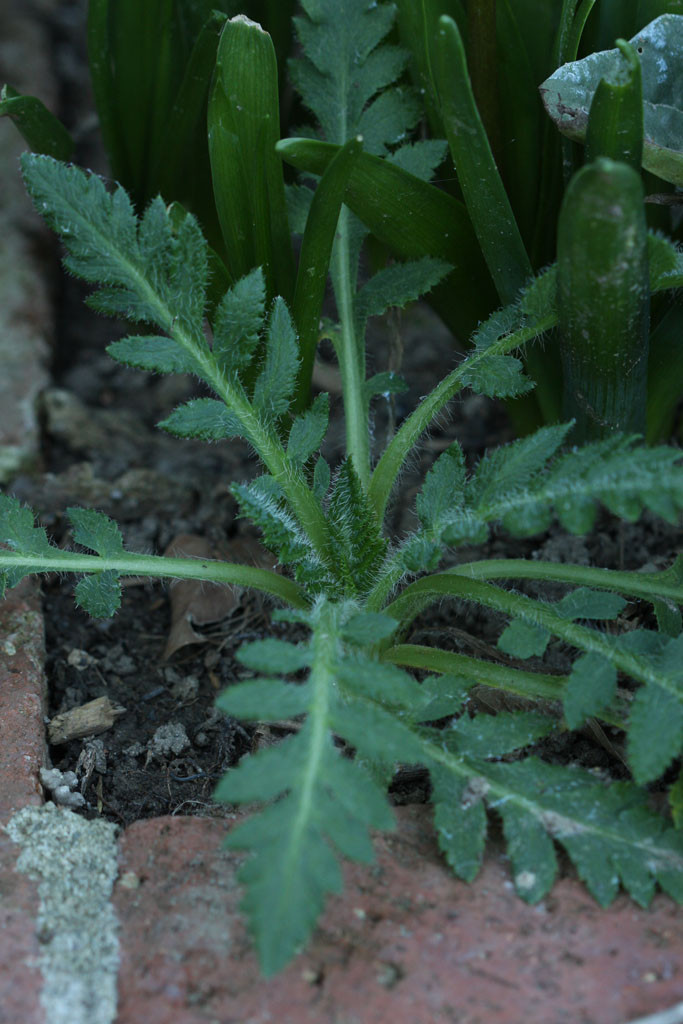 Oriental poppy (Papaver orientale). I've been trying since 2010 to get a flower. The tiny seeds have high germination rates but once sprouted, they are super delicate. They are easily damage and uprooted by the terminal velocity of a droplet of water. Last year, I was able to nurse them to a good size-- about an inch tall. Then one day to my horror, I found all ten or so of them chomped down to soil level by a single catepillar. Furious and devasted, I swiftly dealt with the problem and held out little hope that the plant would grow back. Grow back it did. I have two plants that have leaves about 6 inches long. Now that we're in the clear, it is a waiting game. 