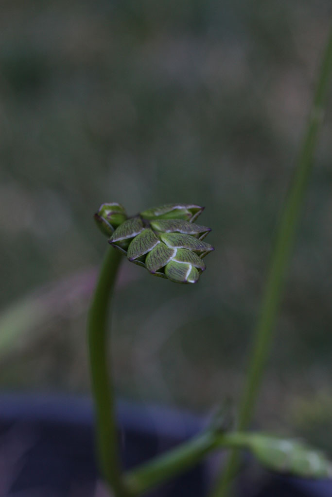 Freesia (Freesia) bud