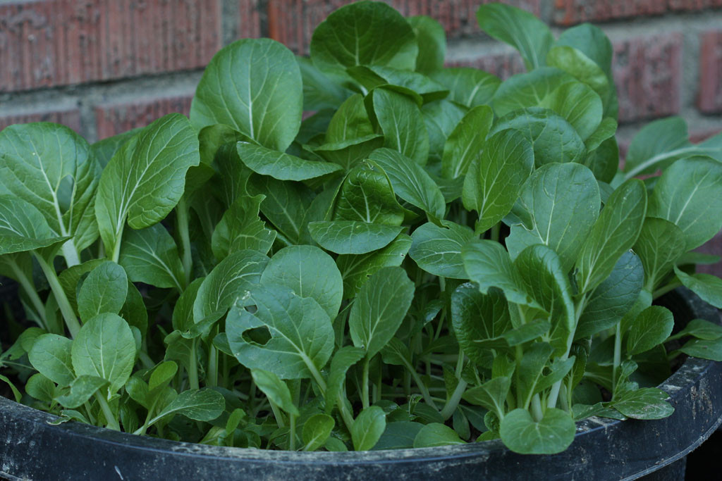 Bok choy (Brassica rapa Chinensis group) Ready for harvesting and thinning out.