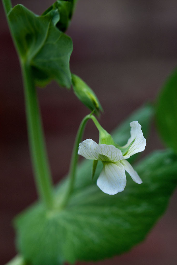 Heirloom snow pea (Pisum sativum) called, "Mammoth Melting Sugar Pea"