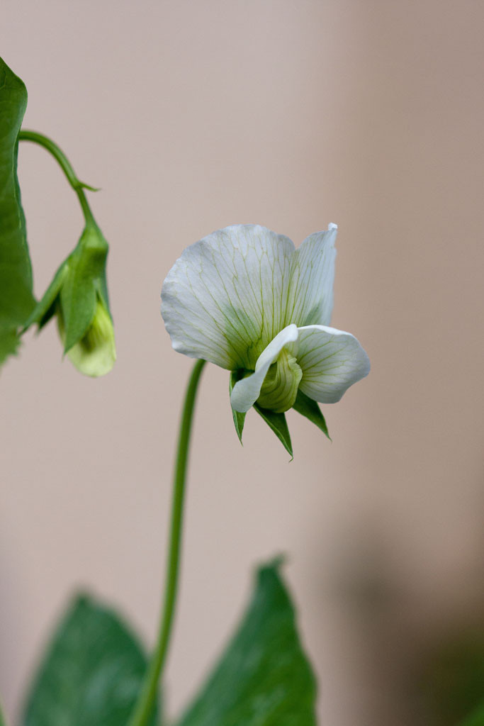 Peas have really pretty flowers. Heirloom snow pea (Pisum sativum) called, "Mammoth Melting Sugar Pea"