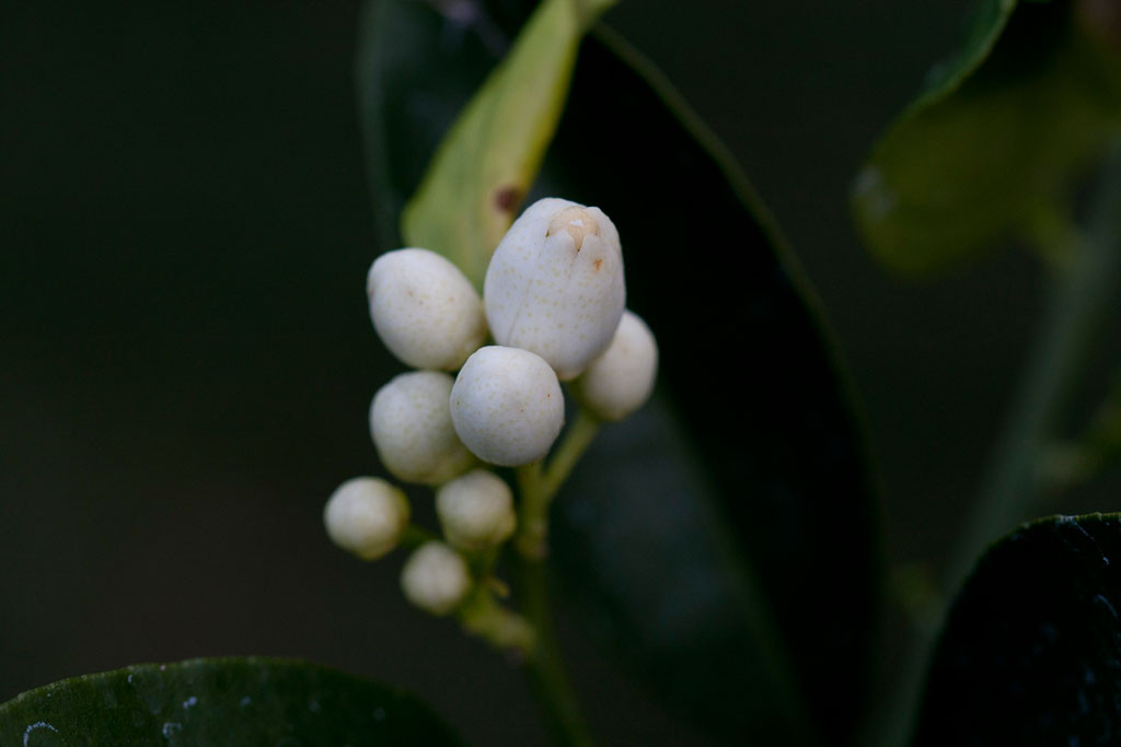 Robertson navel orange (Citrus sinensis (L.) Osbeck ) blossom.