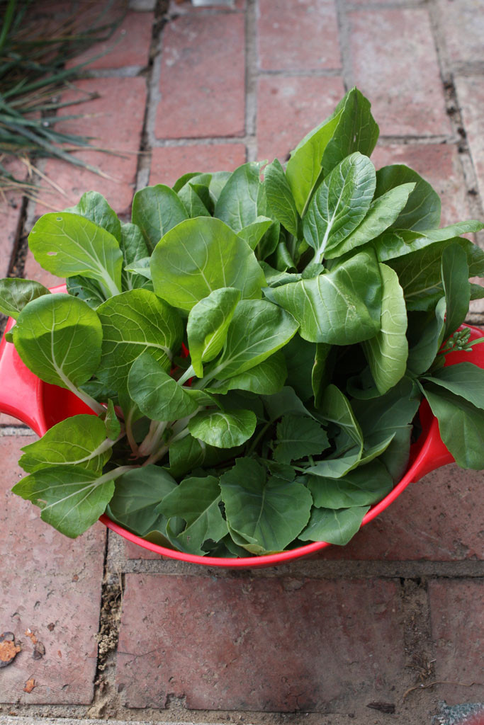 Bok choy and gai lan harvest. Incidentally, too much bok choy is potentially harmful.