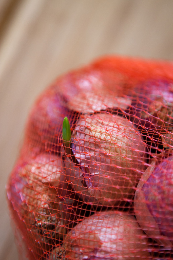 Shallot sprouting