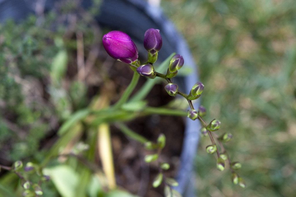 Freesia bud