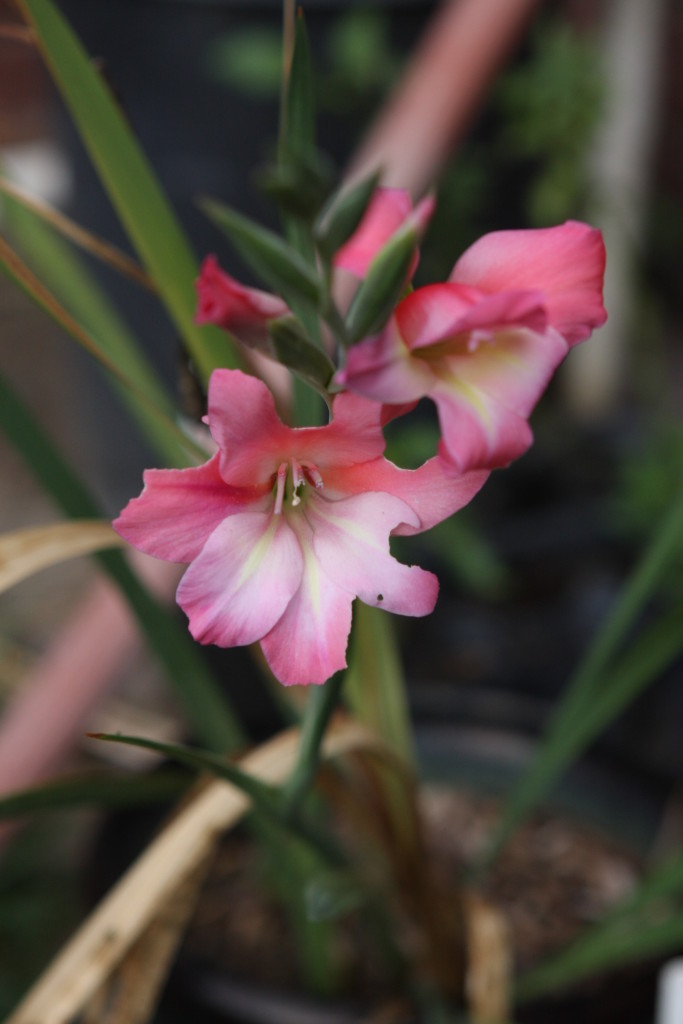 Swordlily orchid with misshapen petals due in part by a hungry katydid 