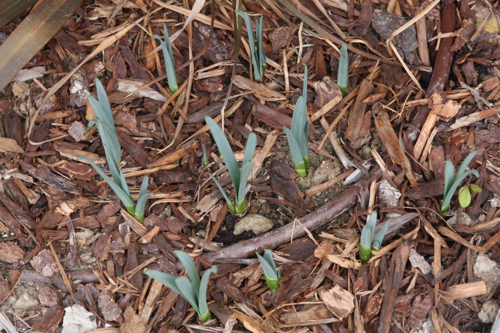 Daffodils