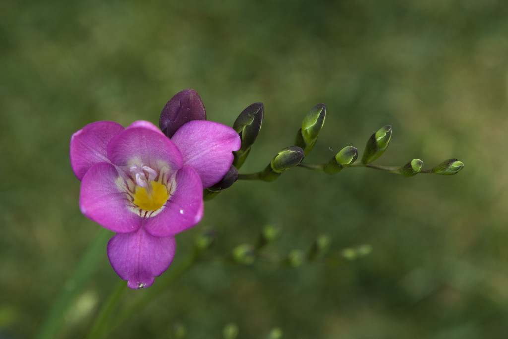 Freesia, violet flower