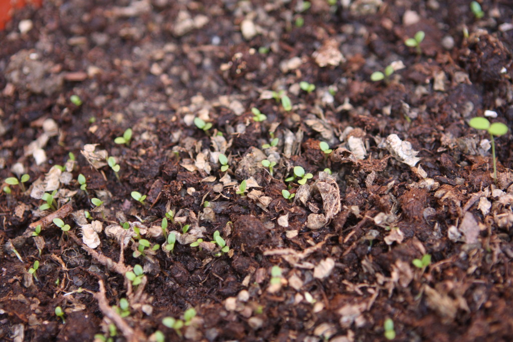 Ranunculus sprouts