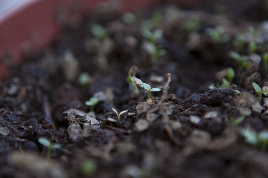 Since I dont know what ranunculus look like, I was not sure if the sprouts were ranunculus or weed. Seeing the seed covering on the sprout is reassuring.